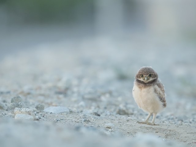 Обои сова, природа, птица, сыч, кроличий сыч, owl, nature, bird, burrowing owl разрешение 2048x1367 Загрузить