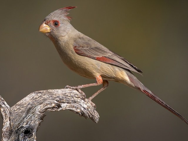 Обои птица, клюв, хвост, кардинал, самка, попугайный кардинал, bird, beak, tail, cardinal, female, parrot cardinal разрешение 2048x1283 Загрузить