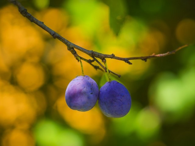 Обои ветка, фрукты, размытость, плоды, сливы, боке, branch, fruit, blur, plum, bokeh разрешение 2048x1365 Загрузить