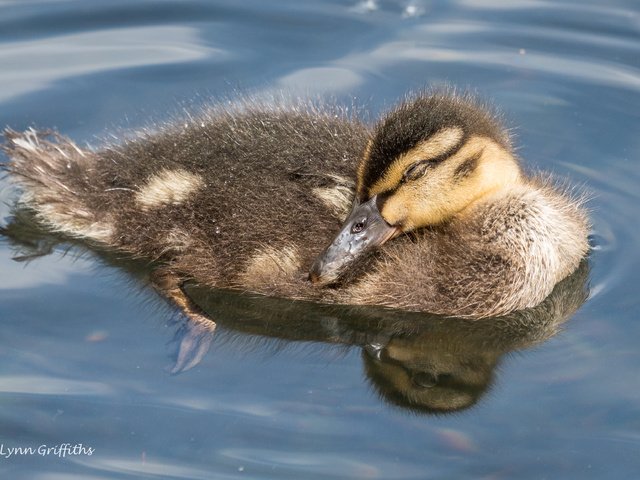 Обои вода, отражение, птица, клюв, перья, утка, кряква, lynn griffiths, water, reflection, bird, beak, feathers, duck, mallard разрешение 3465x2310 Загрузить