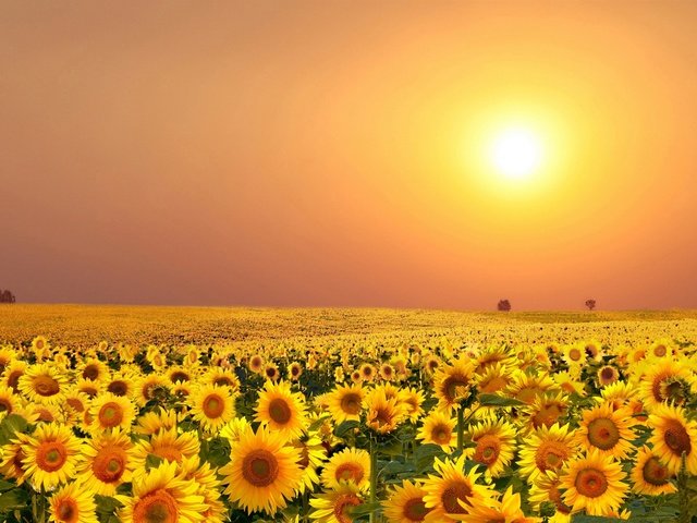 Обои цветы, солнце, поле, лето, подсолнухи, flowers, the sun, field, summer, sunflowers разрешение 2000x1248 Загрузить