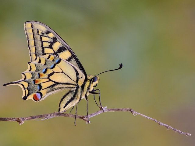 Обои макро, насекомое, бабочка, крылья, веточка, махаон, macro, insect, butterfly, wings, sprig, swallowtail разрешение 2048x1365 Загрузить