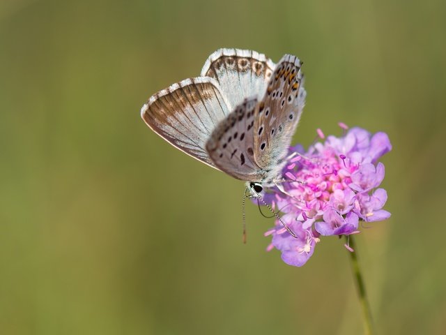 Обои макро, насекомое, цветок, бабочка, крылья, macro, insect, flower, butterfly, wings разрешение 2048x1365 Загрузить