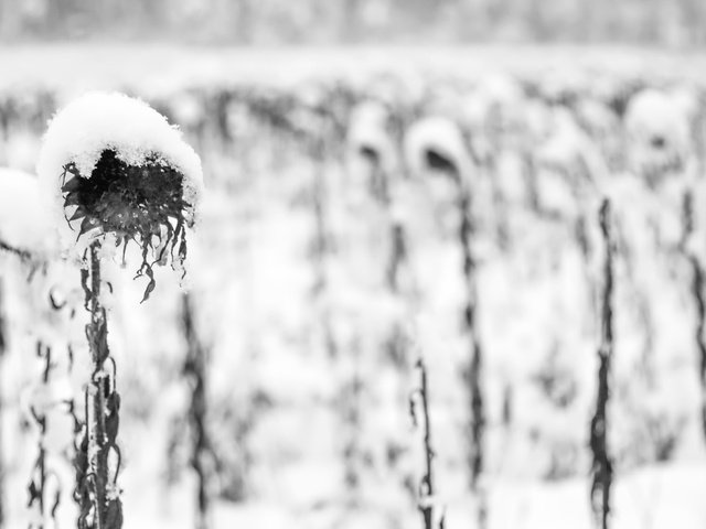 Обои снег, растения, зима, осень, чёрно-белое, подсолнух, подсолнухи, snow, plants, winter, autumn, black and white, sunflower, sunflowers разрешение 2048x1126 Загрузить