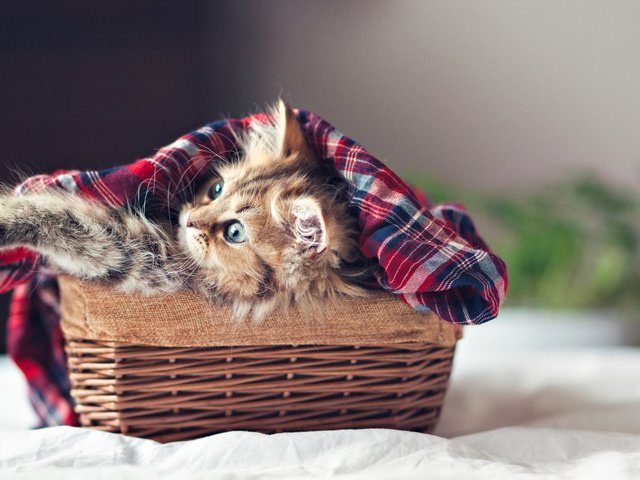 Обои кошка, котенок, пушистый, корзина, ben torode, дейзи, cat, kitty, fluffy, basket, daisy разрешение 2560x1600 Загрузить