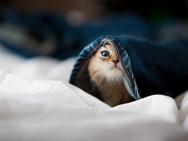 Обои морда, котенок, прятки, котик, штаны, face, kitty, hide and seek, cat, pants разрешение 2048x1365 Загрузить