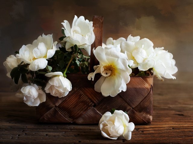 Обои цветы, розы, лепестки, корзинка, композиция, белые розы, flowers, roses, petals, basket, composition, white roses разрешение 2048x1363 Загрузить