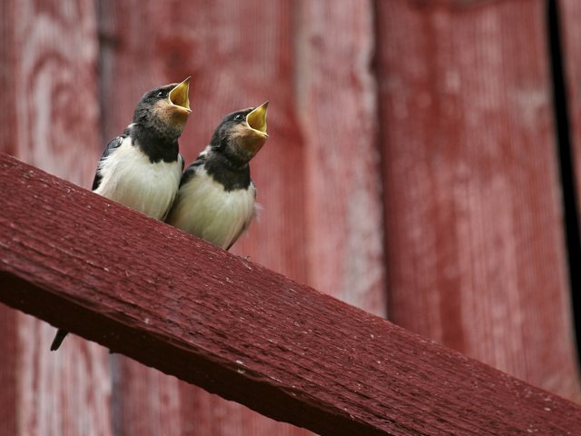 Обои птицы, птенцы, сорока, желторотики, сороки, birds, chicks, forty, wet behind the ears, magpies разрешение 2880x1800 Загрузить