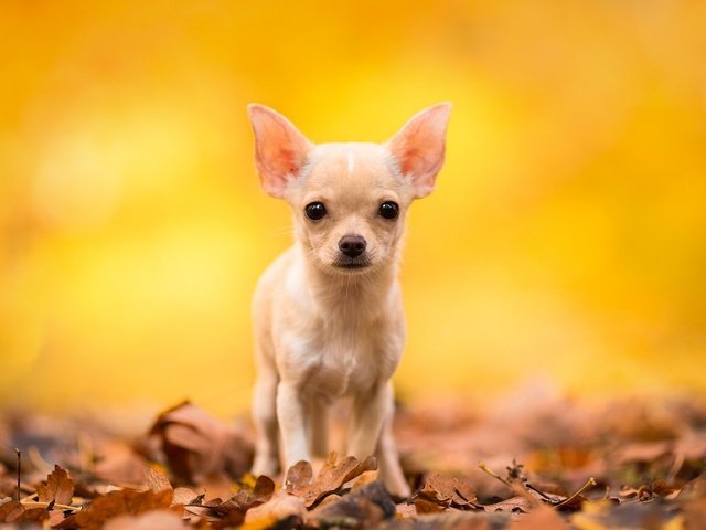 Обои листья, мордочка, взгляд, осень, собака, чихуахуа, leaves, muzzle, look, autumn, dog, chihuahua разрешение 1920x1200 Загрузить