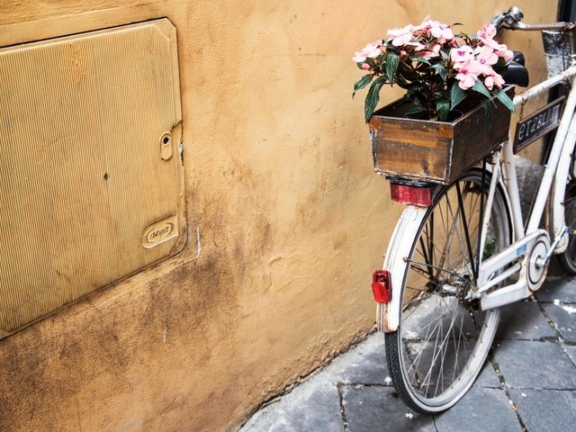Обои цветы, велосипед, ящик, flowers, bike, box разрешение 5472x3648 Загрузить