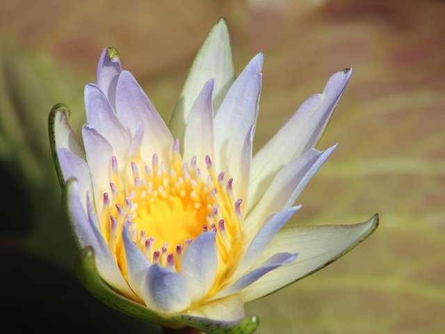 Обои макро, цветок, лепестки, кувшинка, водяная лилия, macro, flower, petals, lily, water lily разрешение 5184x3456 Загрузить