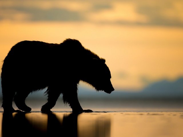 Обои закат, медведь, силуэт, гризли, sunset, bear, silhouette, grizzly разрешение 1920x1200 Загрузить