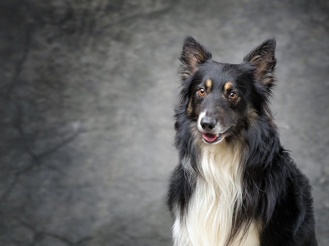 Обои мордочка, взгляд, собака, колли, muzzle, look, dog, collie разрешение 2048x1285 Загрузить