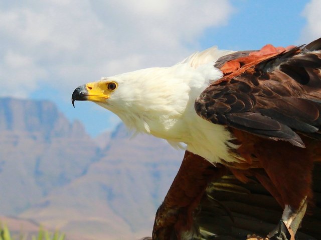 Обои орел, хищник, птица, клюв, перья, белоголовый орлан, eagle, predator, bird, beak, feathers, bald eagle разрешение 4856x2167 Загрузить