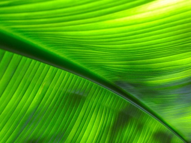 Обои макро, лист, прожилки, жилки, листик, close up, macro, sheet, veins, leaf разрешение 4288x2848 Загрузить