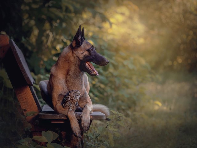 Обои сова, природа, собака, птица, животное, скамья, пес, овчарка, tanja brandt, owl, nature, dog, bird, animal, bench, shepherd разрешение 2048x1363 Загрузить