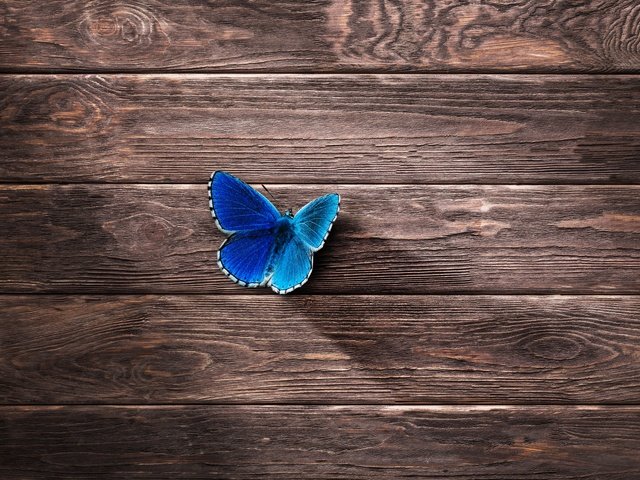 Обои насекомое, бабочка, крылья, поверхность, деревянный, insect, butterfly, wings, surface, wooden разрешение 7022x4967 Загрузить