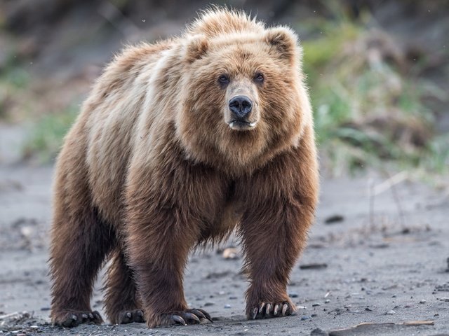 Обои взгляд, медведь, дикая природа, бурый медведь, look, bear, wildlife, brown bear разрешение 2500x1667 Загрузить