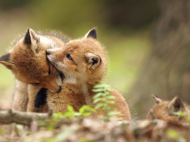 Обои лес, животные, дикая природа, играют, детеныши, лисята, лисы, forest, animals, wildlife, play, cubs, fox разрешение 3840x2160 Загрузить