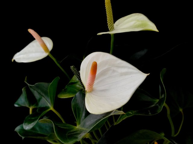 Обои цветы антуриум белые фон черный, anthurium flowers white black background разрешение 2260x3101 Загрузить