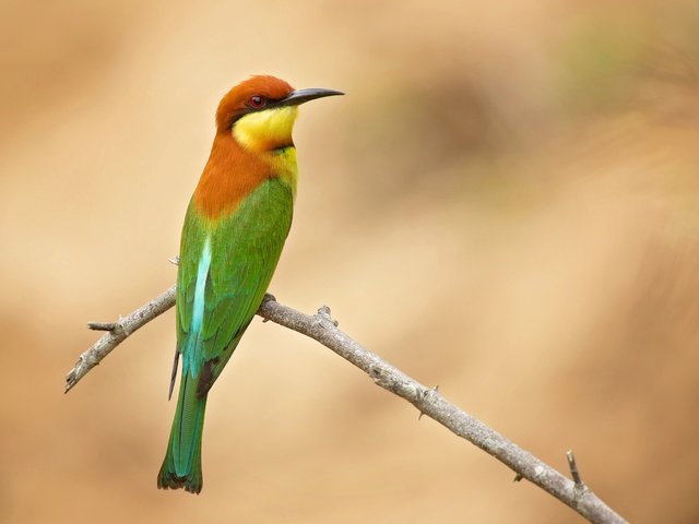 Обои ветка, фон, птица, щурка золотистая, branch, background, bird, golden bee-eater разрешение 2048x1536 Загрузить