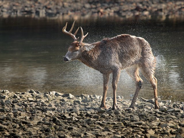 Обои вода, камни, олень, животное, рога, дикая природа, water, stones, deer, animal, horns, wildlife разрешение 5472x3648 Загрузить