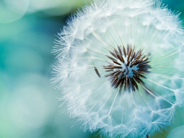 Обои цветок, одуванчик, пух, стебель, семена одуванчика, flower, dandelion, fluff, stem разрешение 1920x1408 Загрузить