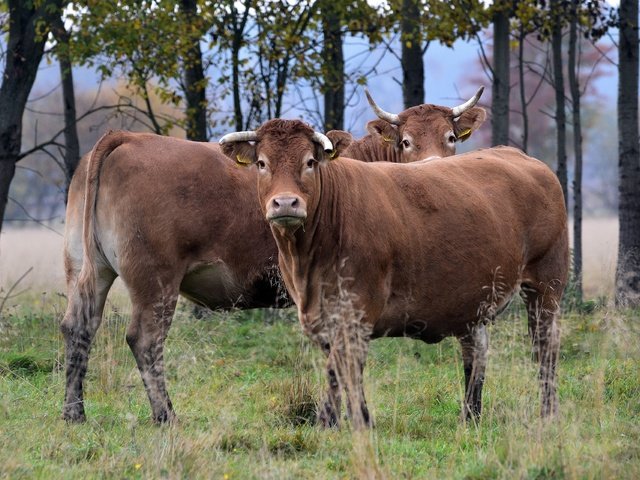 Обои деревья, взгляд, бык, быки, бычок, trees, look, bull, bulls разрешение 3840x2560 Загрузить