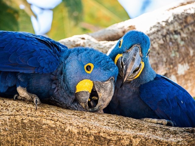 Обои дерево, птицы, пара, синие, попугай, попугаи, две птицы, tree, birds, pair, blue, parrot, parrots, two birds разрешение 4928x3280 Загрузить