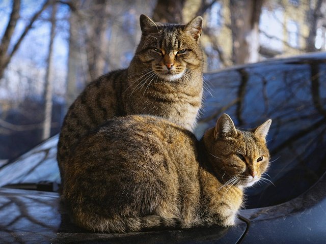 Обои отражение, кошки, стекло, поза, автомобиль, машина, морды, ветки, капот, взгляд, осень, серые, коты, reflection, glass, pose, car, machine, muzzle, branches, the hood, look, autumn, grey, cats разрешение 1920x1080 Загрузить