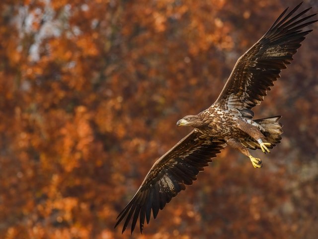 Обои природа, полет, осень, орел, птица, боке, размах крыльев, nature, flight, autumn, eagle, bird, bokeh, wingspan разрешение 2288x1287 Загрузить