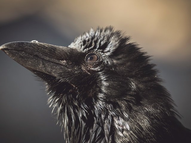 Обои природа, птица, ворона, nature, bird, crow разрешение 3840x2160 Загрузить