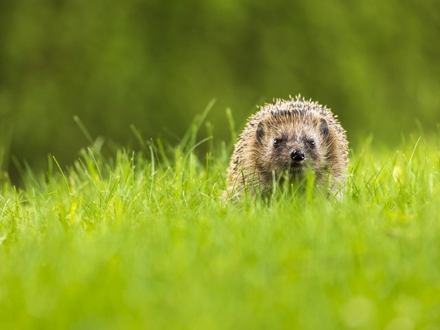 Обои трава, поляна, прогулка, ежик, еж, боке, grass, glade, walk, hedgehog, bokeh разрешение 2000x1333 Загрузить