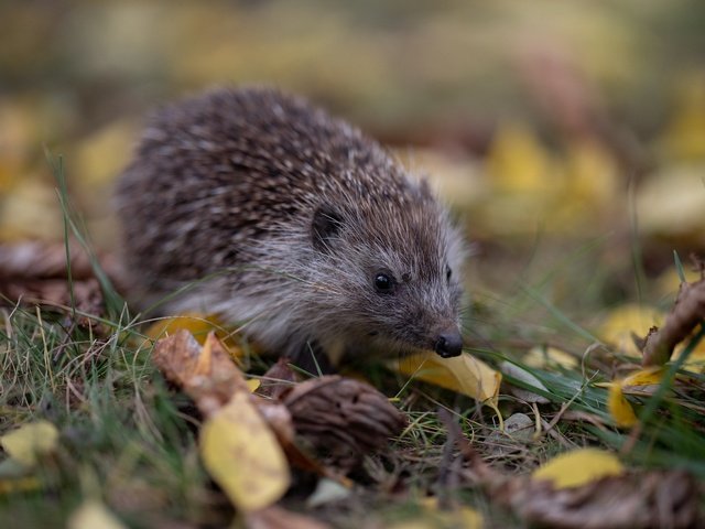 Обои трава, листья, осень, прогулка, ежик, еж, боке, grass, leaves, autumn, walk, hedgehog, bokeh разрешение 2048x1365 Загрузить