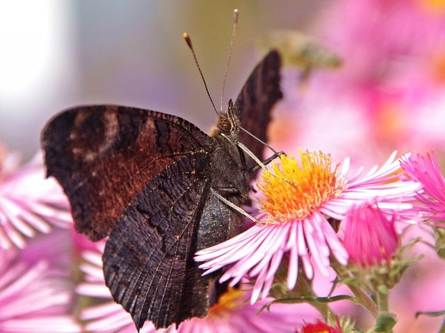 Обои цветы, макро, бабочка, flowers, macro, butterfly разрешение 2560x1440 Загрузить