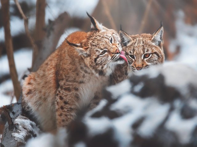 Обои снег, зима, рысь, камень, язык, морды, рыси, рысёнок, snow, winter, lynx, stone, language, muzzle, a small lynx разрешение 2000x1336 Загрузить