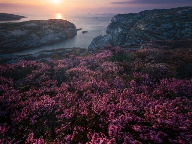 Обои скалы, закат, море, побережье, норвегия, вереск, rocks, sunset, sea, coast, norway, heather разрешение 3000x2996 Загрузить