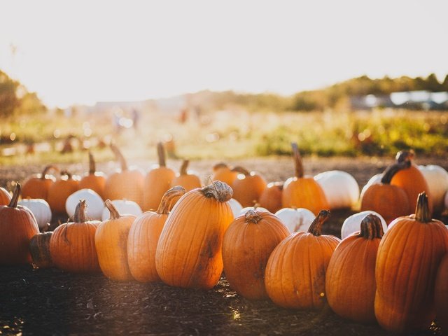 Обои свет, природа, поле, осень, много, урожай, тыквы, боке, light, nature, field, autumn, a lot, harvest, pumpkin, bokeh разрешение 5616x3710 Загрузить