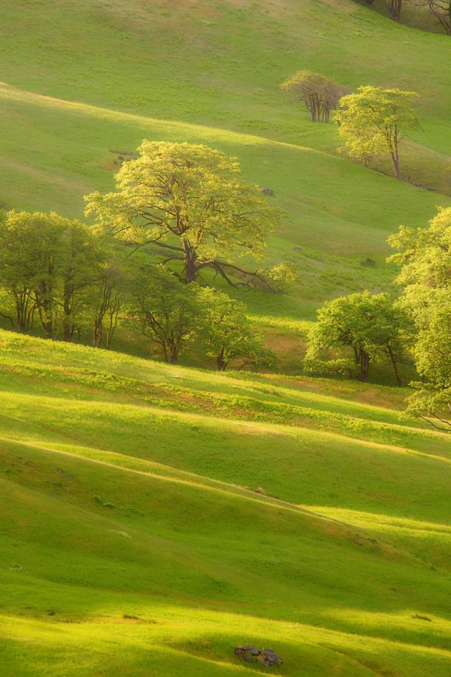 Обои трава, деревья, зелень, склон, холм, grass, trees, greens, slope, hill разрешение 2000x1333 Загрузить