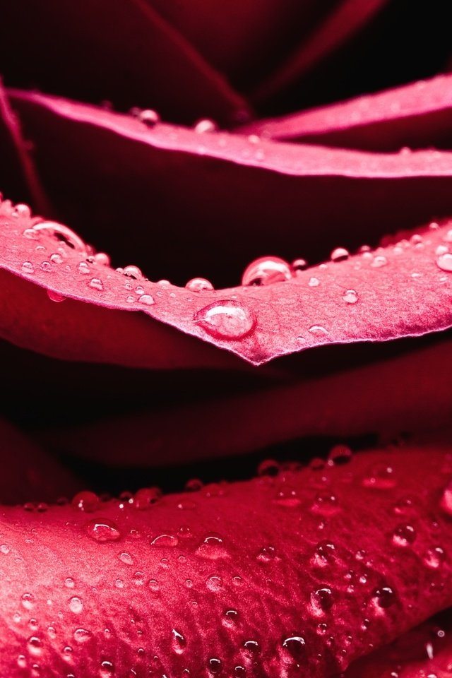 Обои роса, капли, роза, лепестки, rosa, drops, rose, petals разрешение 2560x1600 Загрузить