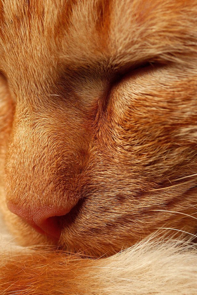 Обои кот, мордочка, кошка, сон, рыжий, нос, спящий, лапка, cat, muzzle, sleep, red, nose, foot разрешение 2560x1600 Загрузить
