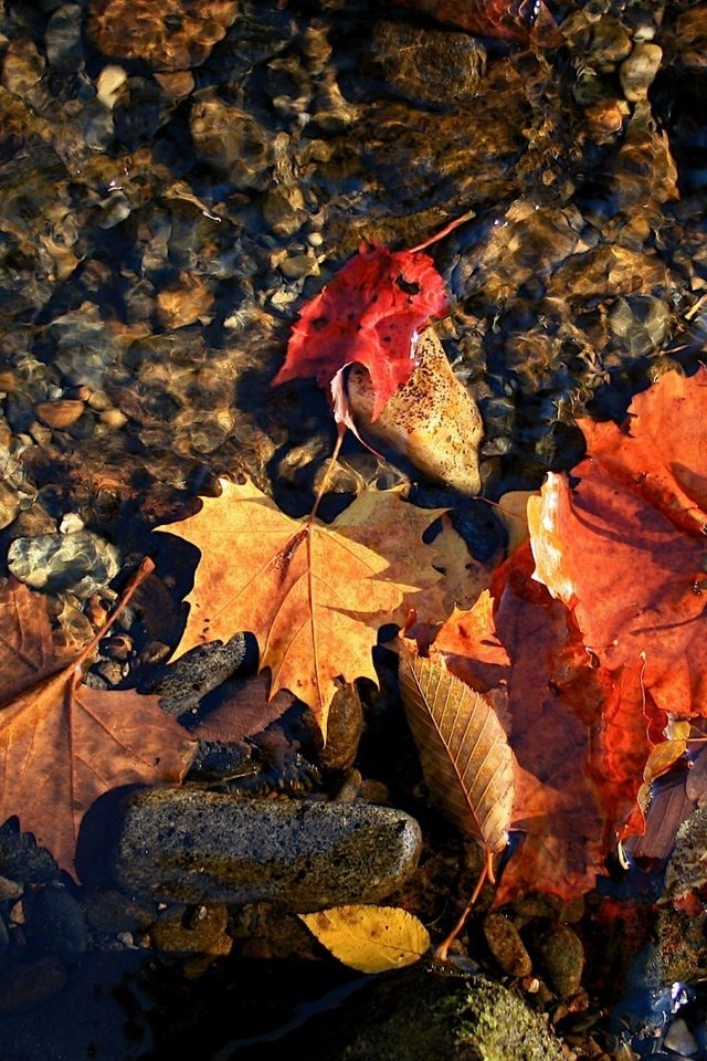 Обои макро, осень, красные листья вода, macro, autumn, red leaves water разрешение 1920x1200 Загрузить