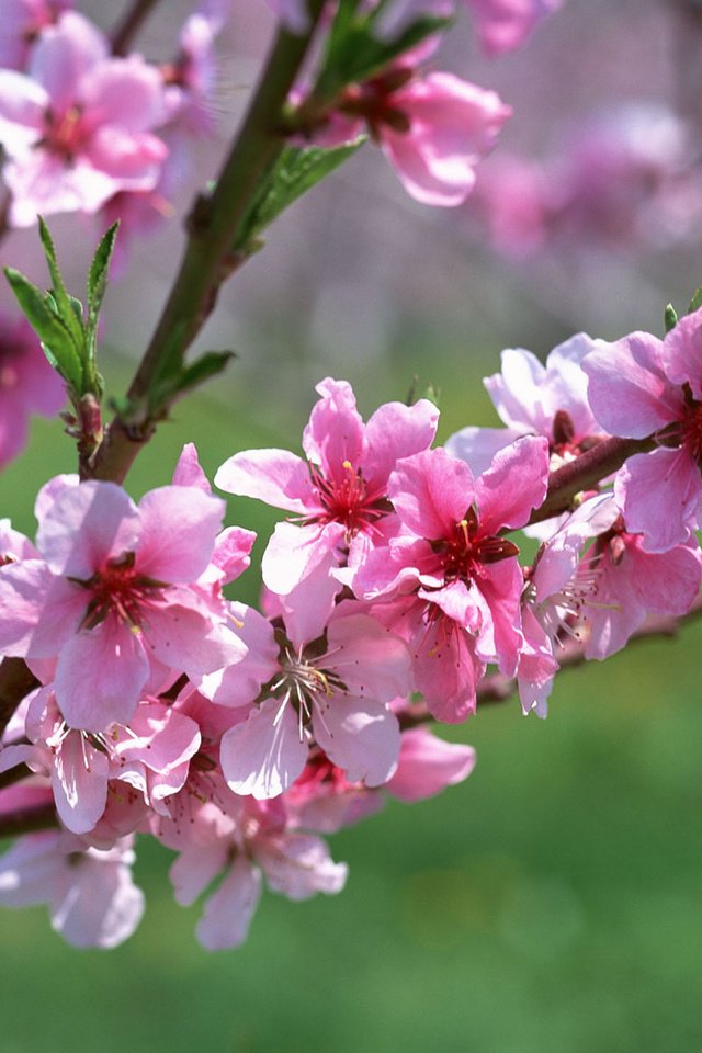 Обои цветы, ветка, макро, весна, розовый, абрикос, flowers, branch, macro, spring, pink, apricot разрешение 1920x1200 Загрузить