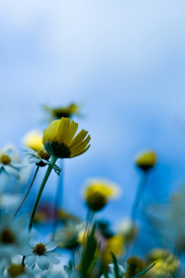 Обои макро, стебель, полюс, romashki, nebo, луговые цветы, macro, stem, pole, meadow flowers разрешение 2560x1600 Загрузить