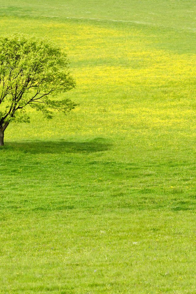 Обои трава, дерево, зелень, grass, tree, greens разрешение 2560x1600 Загрузить