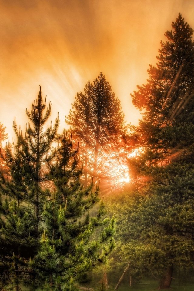 Обои свет, деревья, лес, закат, лучи, лучи солнца, light, trees, forest, sunset, rays, the rays of the sun разрешение 1920x1440 Загрузить