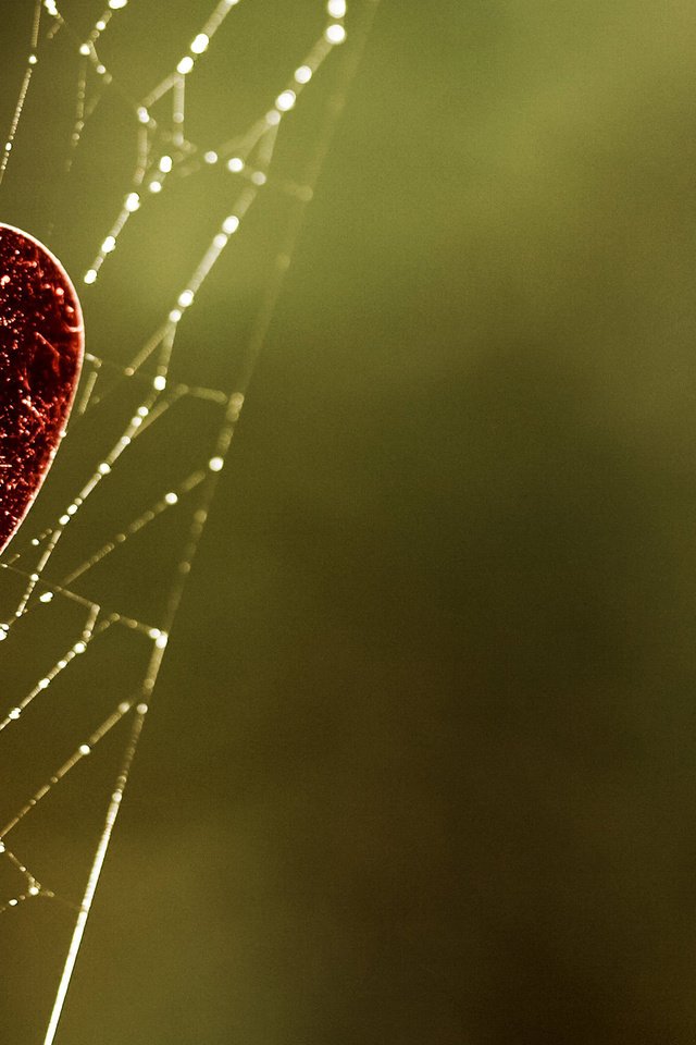 Обои зелёный, фон, сердце, паутина, green, background, heart, web разрешение 2560x1600 Загрузить