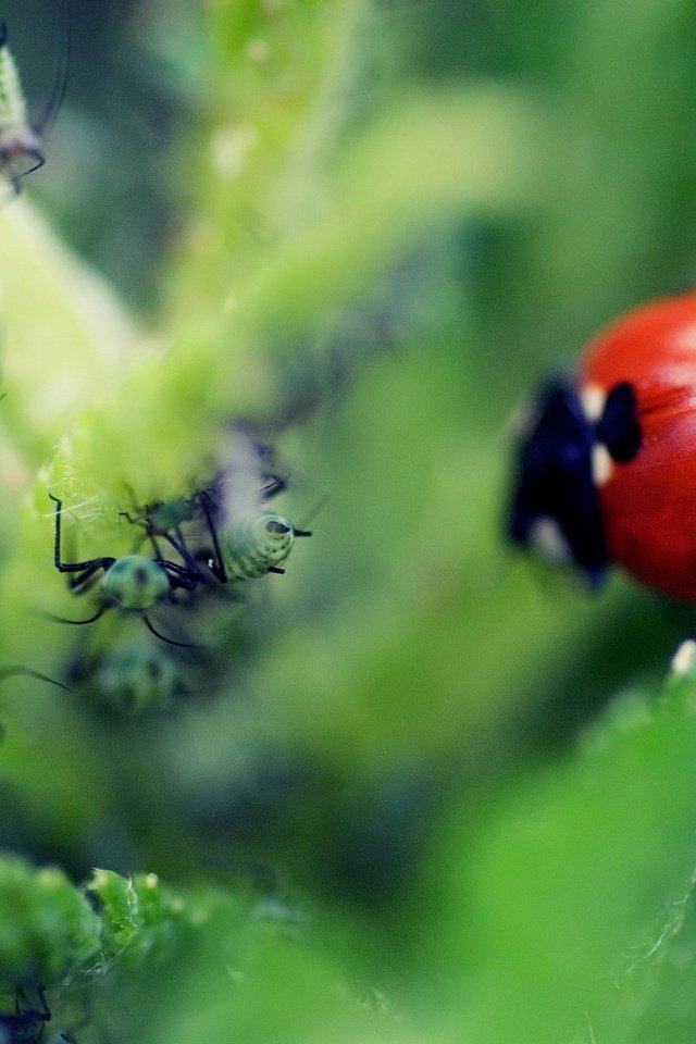 Обои макро, листок, божья коровка, муравей, macro, leaf, ladybug, ant разрешение 1920x1440 Загрузить