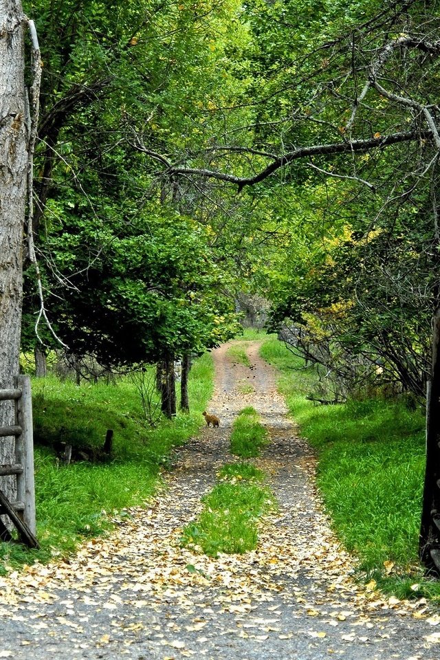 Обои дорога, лес, ворота, road, forest, gate разрешение 1920x1200 Загрузить