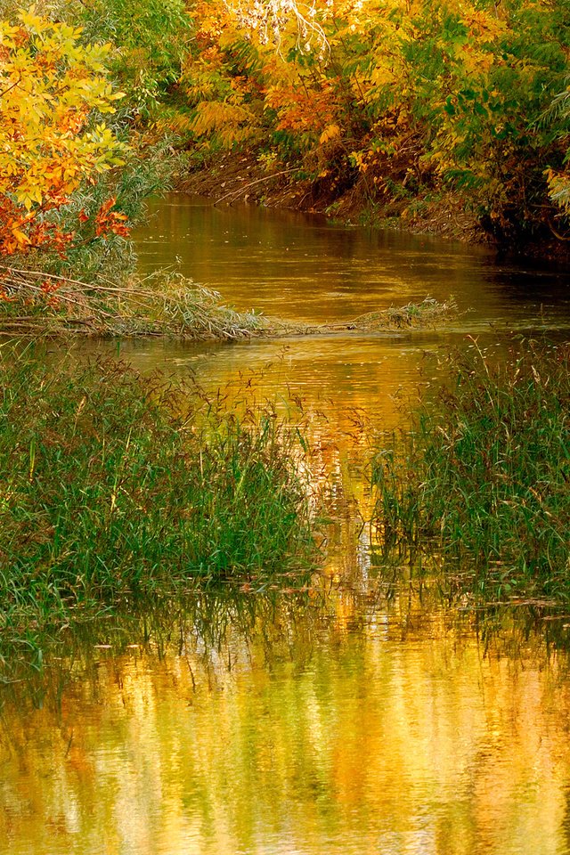 Обои трава, деревья, вода, природа, листья, осень, пруд, на природе, grass, trees, water, nature, leaves, autumn, pond разрешение 2560x1600 Загрузить